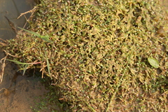 Glossostigma diandrum